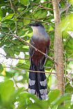 Chestnut-bellied Cuckooborder=